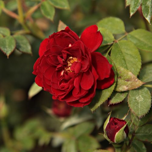 Rozen bestellen en bezorgen - Rosa Zenta - rood - dwergrozen - minirozen - geurloze roos - Márk Gergely - -